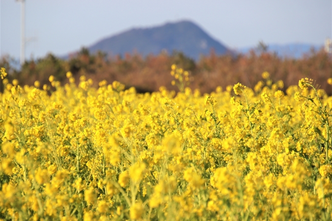 “農業県”の顔を持つ愛知県