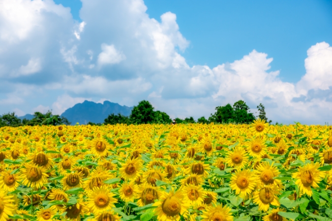 積雪が多い北部、からっ風が吹く南部