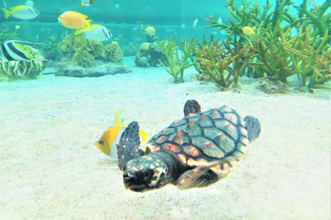 幻想的な美しい海と希少な動植物が残る沖縄県